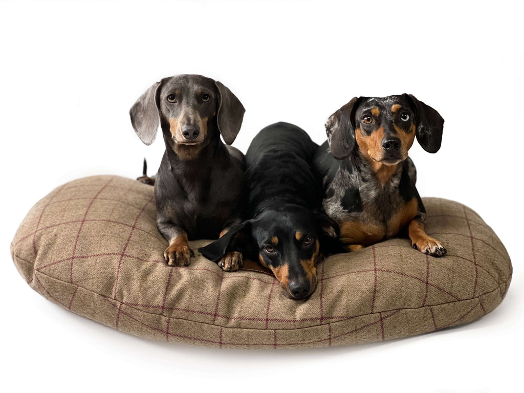 Experience unparalleled comfort for your pet with the Wild Antler Comfort Collection Luxury Dog Bed, designed to provide superior cosiness and support.