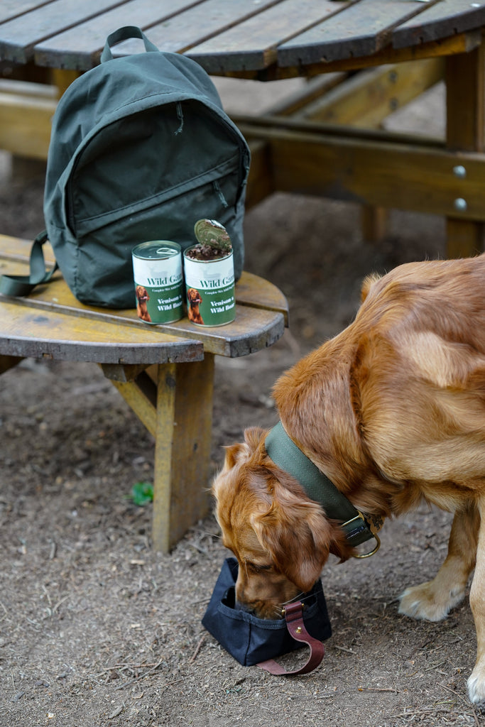 Fuel Adventure with Wild Antler: Venison & Wild Boar + Top 5 Dog-Friendly Hikes
