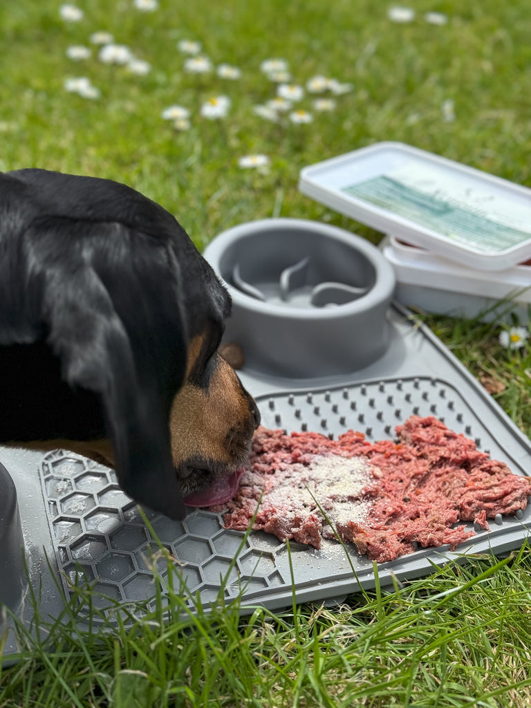 Benefits of Feeding Raw Dog Food