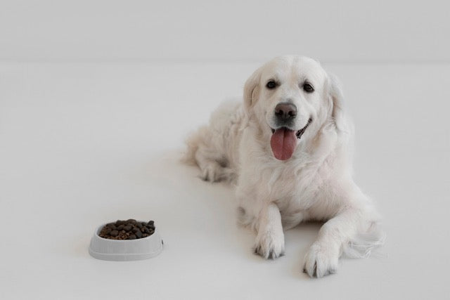 benefits of grain free dog food