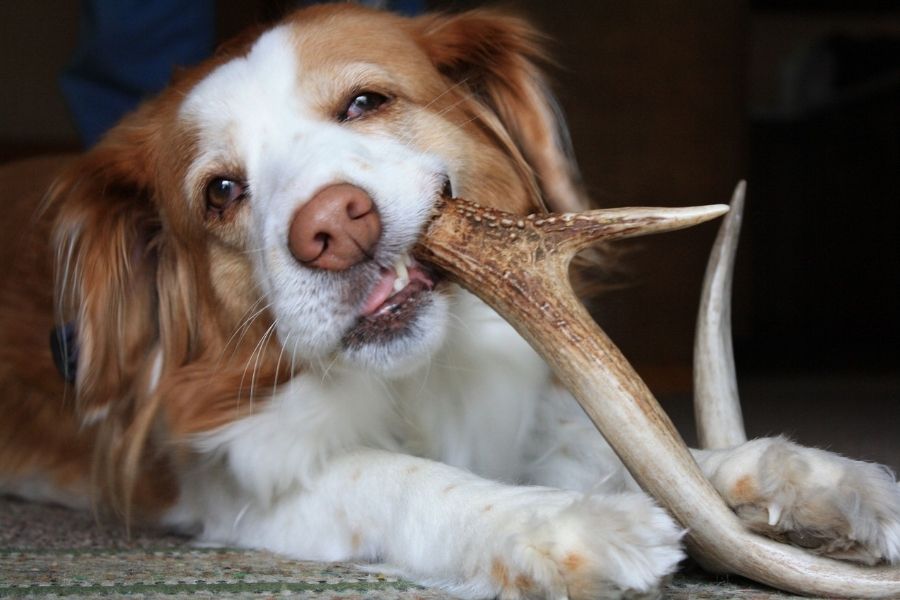 best antlers for dogs