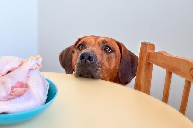 can dogs eat raw chicken