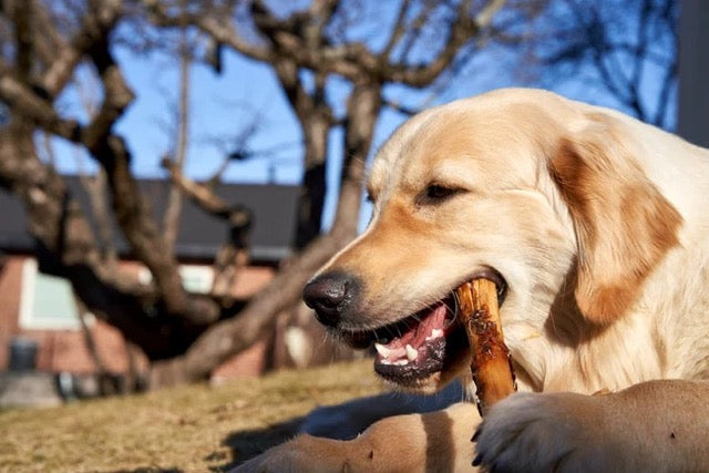 pros and cons of antlers for dogs