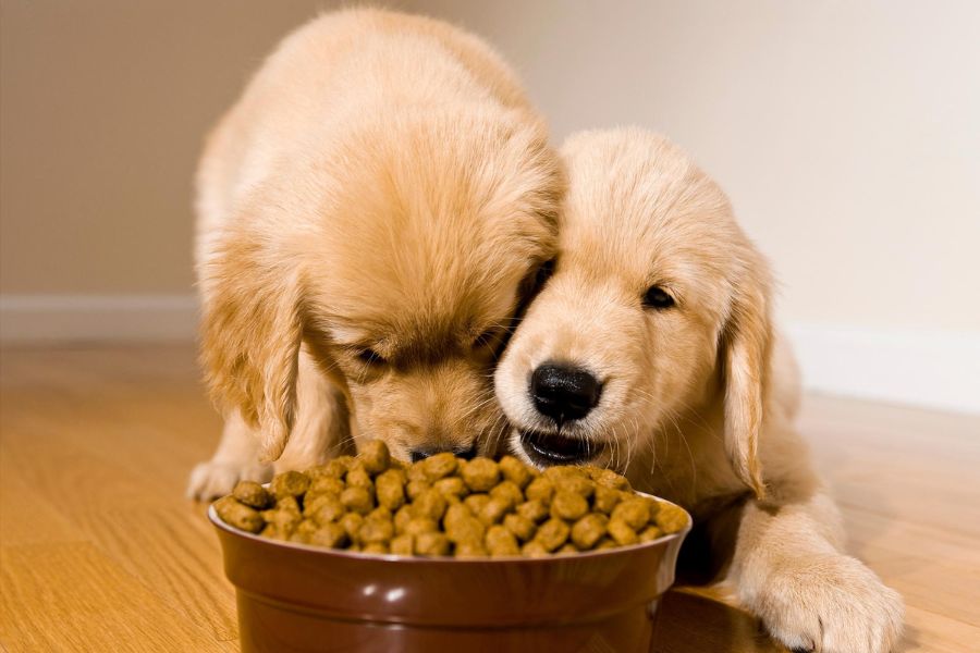 pros and cons of putting water in kibble